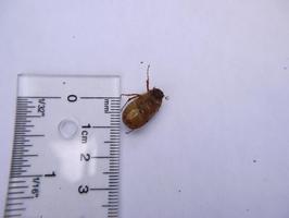 [European Chafer.]