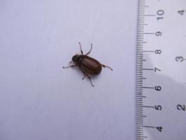 [European Chafer.]