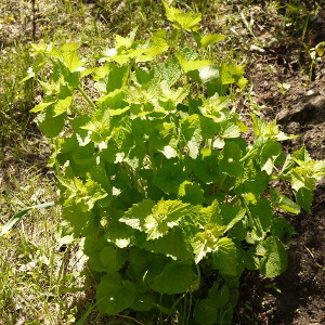 Garlic Mustard, plant in second year