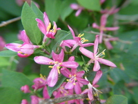 honeysuckle