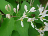 honeysuckle