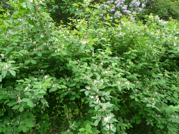 honeysuckle hedge blossoms in spring