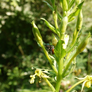 japanese beetle on evening prime rose