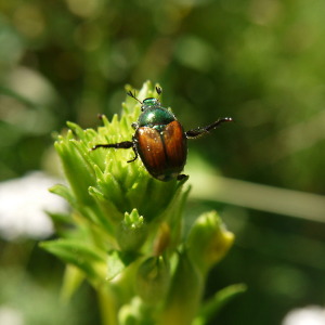 japanese beetle on evening prime rose