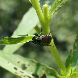 japanese beetle