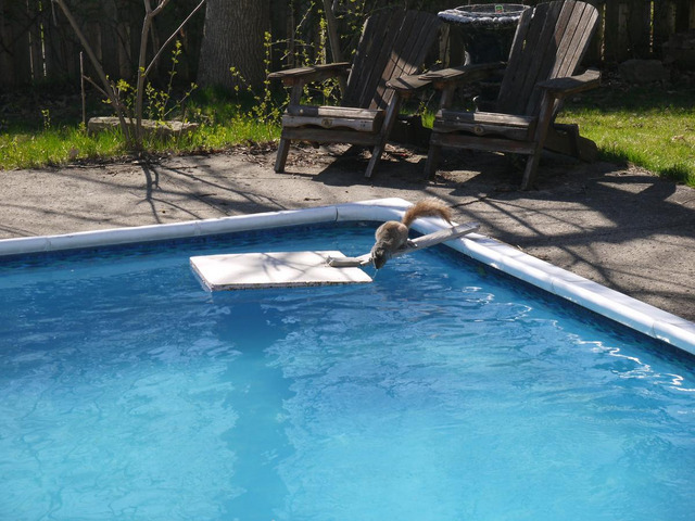 squrrel dringing water from the pool