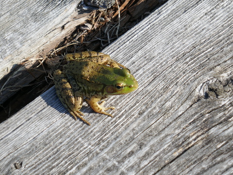 jonesfalls and deltamill 2025