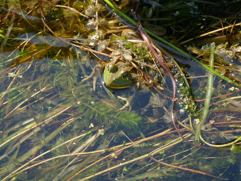 jonesfalls and deltamill 2025