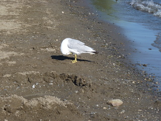 Lac Memphremagog