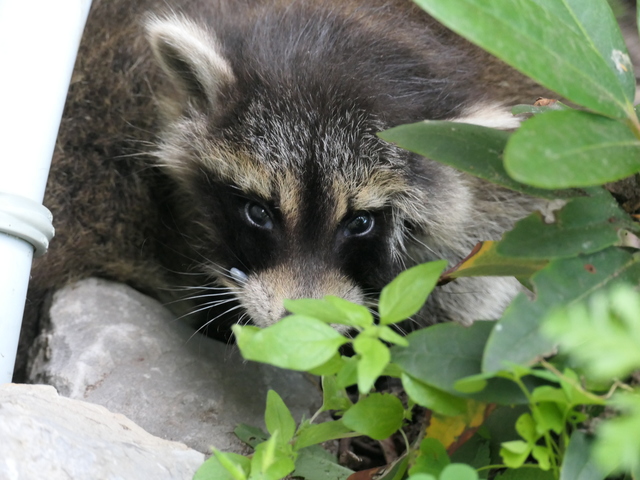 2 cute little racoons