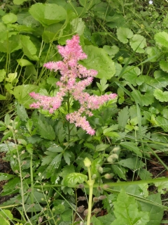 astilbe