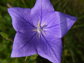 balloon flower