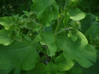 burdock