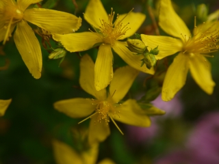 st john's wort