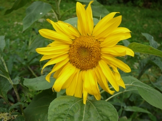 sunflower